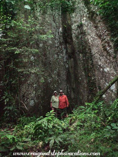 Dwarfed by a massive ceiba tree