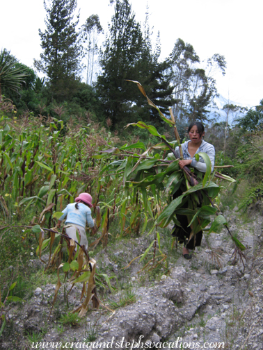 Aida picks cornstalks from Rosa's fields