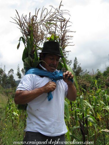 Antonio carries the cornstalks home