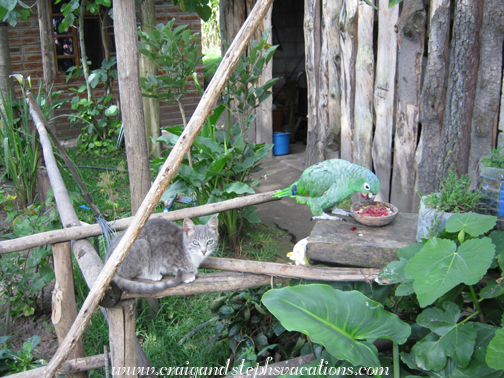 Chipi and Loro