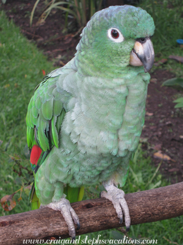 Loro