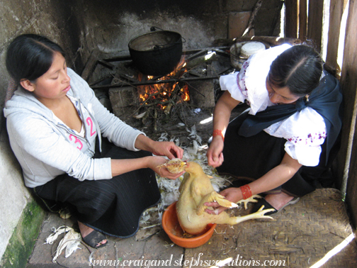 Plucking the chicken