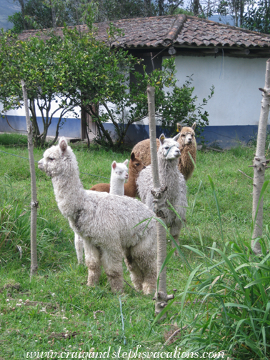 Community alpacas