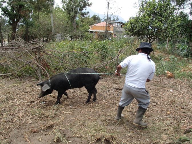 Antonio wrangles the pig