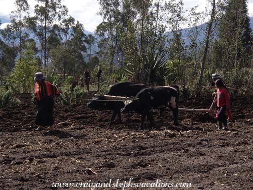 Neighbors with 2 bulls plow our cornfield