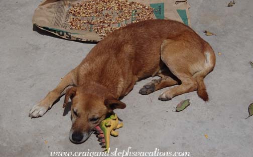 Max uses a stegosaurus as a pillow Max uses a stegosaurus as a pillow