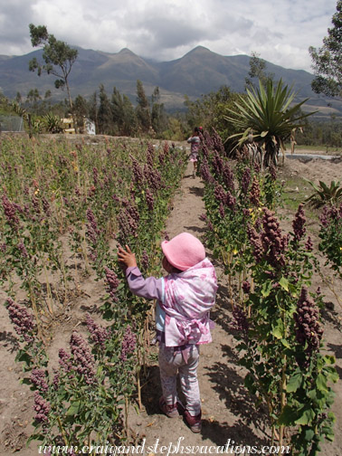 The lupins are taller than Tayanta The lupins are taller than Tayanta