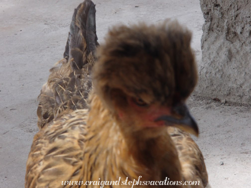 Chicken with a pompadour