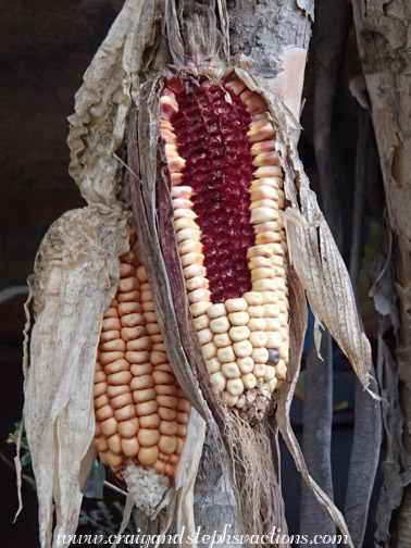 The grosbeak has been eating this corn