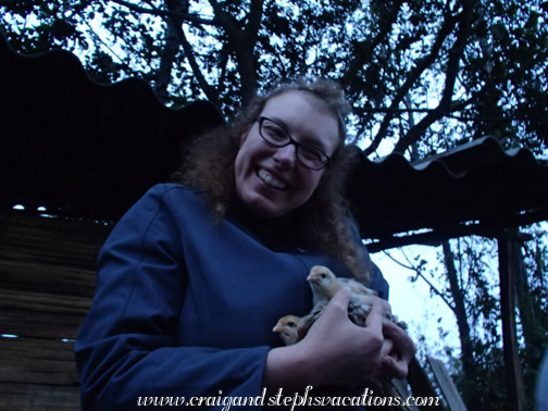Putting the chicks to bed
