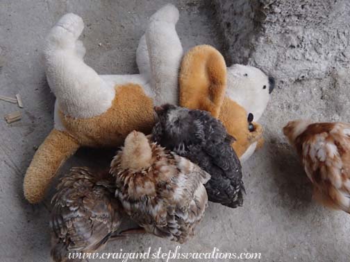 The chicks cuddle up with a stuffed animal The chicks cuddle up with a stuffed animal