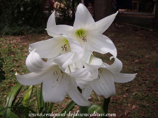 Easter lilies in the garden Easter lilies in the garden