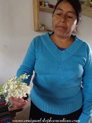 Rosa uses tilo to make an herbal tea for my sore throat Rosa uses tilo to make an herbal tea for my sore throat