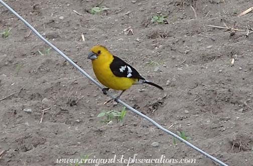 Southern yellow grosbeak Southern yellow grosbeak
