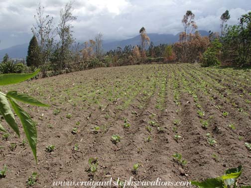 The beans and corn are growing nicely The beans and corn are growing nicely