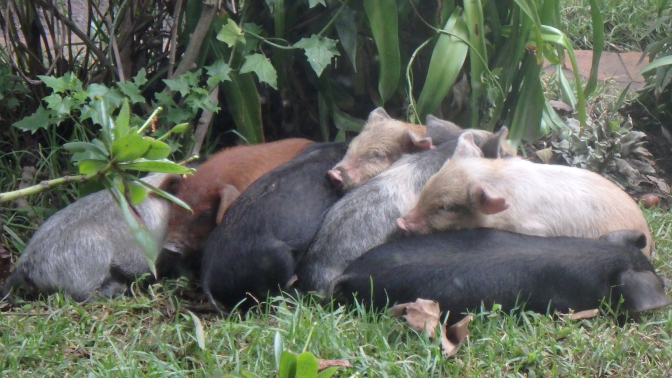 Piglets