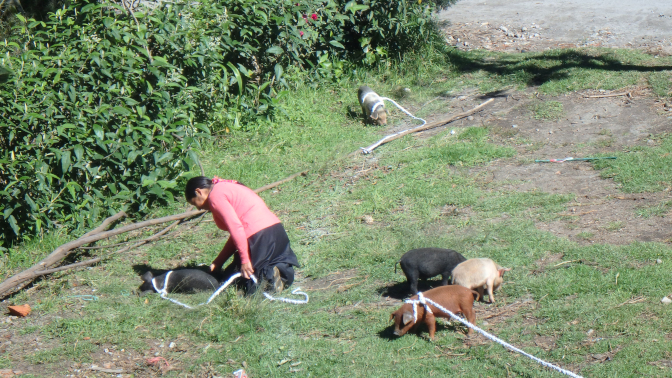 Rosa weans the piglets