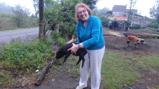 Steph returning the neigbor's piglet