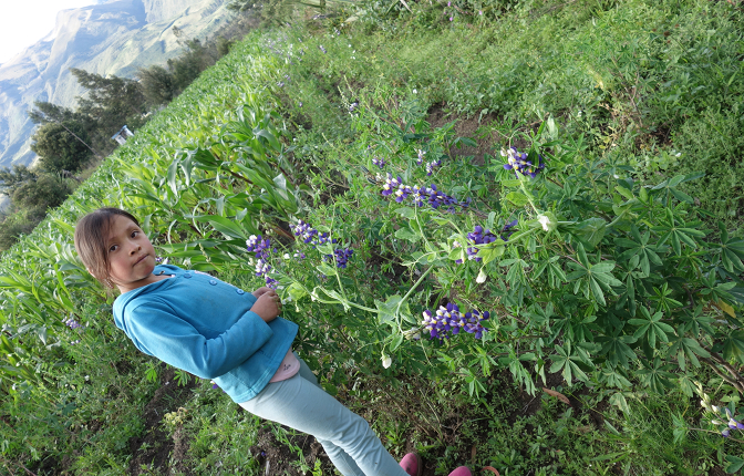 Sisa picking chochos (lupins)