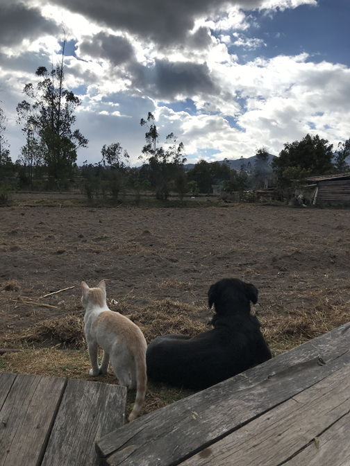 Amigos: El Senor Chipikins and Cachupin