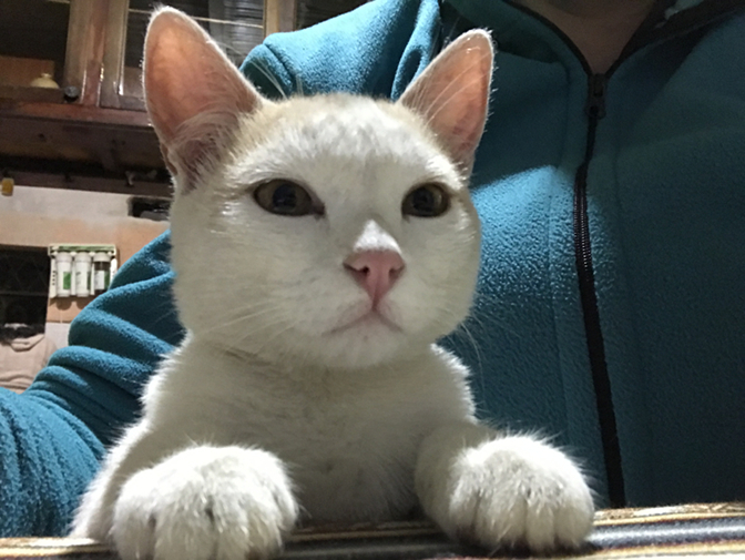 El Senor Chipikins