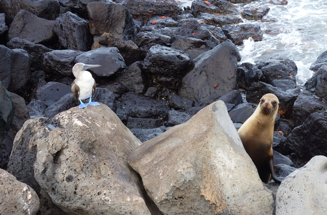 Blue-footed booby with sea lion photobomb