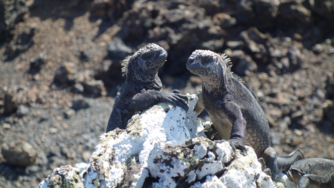 Marine iguanas