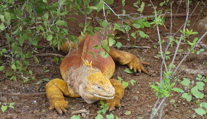 Land Iguana at Cerro Dragon