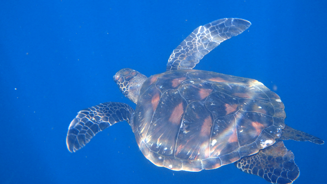 Green sea turtle