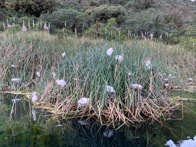 Birds at Lago Cuicocha