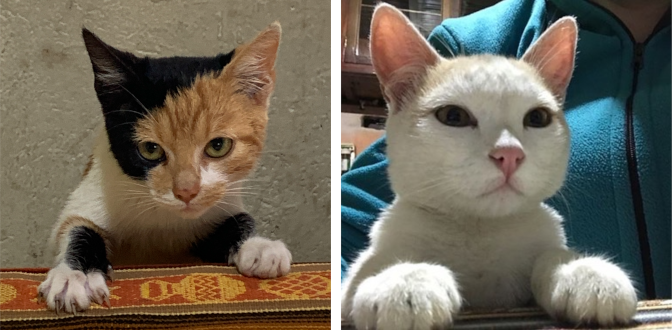 Kitten and El Se&ntilde;or Chipikin