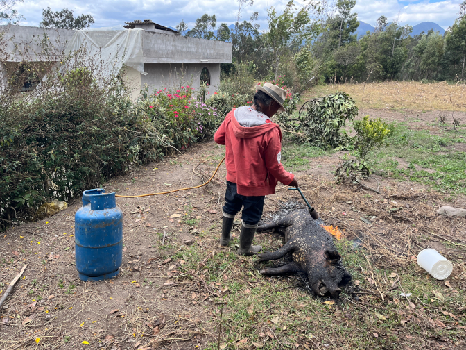 Scorching the hair off the pig
