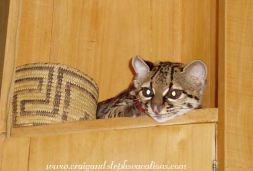 Bacchus the baby ocelot Bacchus the baby ocelot