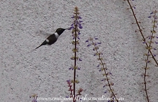 Hummingbird Hummingbird