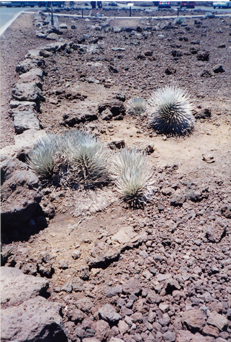 Silversword, Ha;eakala Silversword, Ha;eakala
