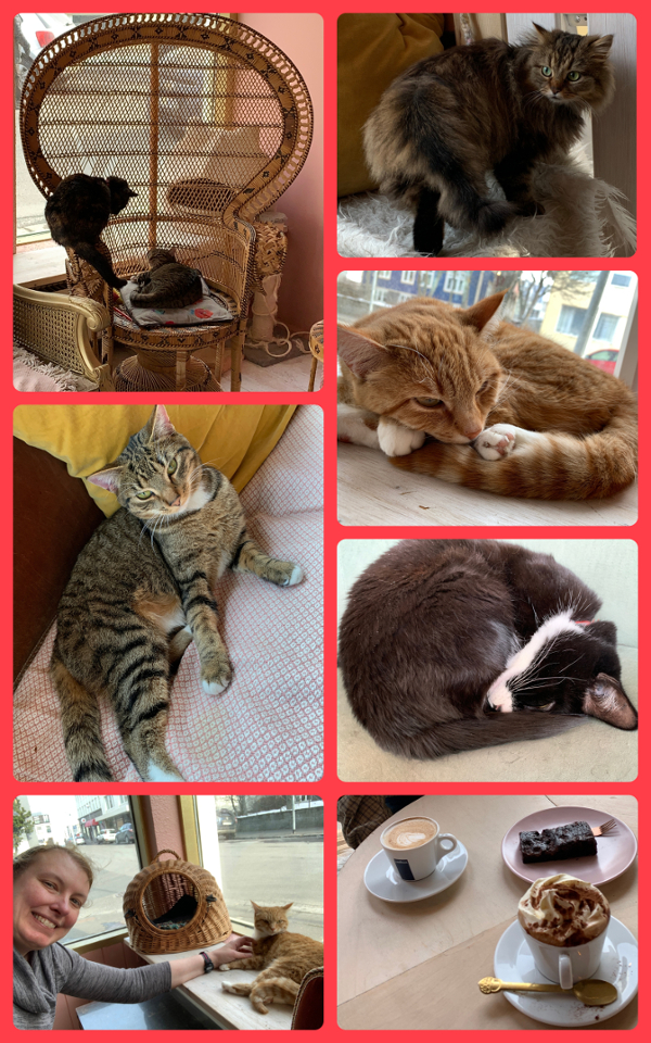 Kattakaffih&uacute;si&eth (Cat Cafe)