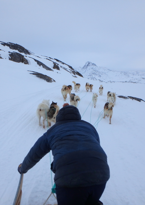 Dogsledding with Harald
