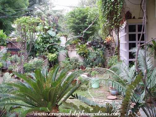 Mukul's garden