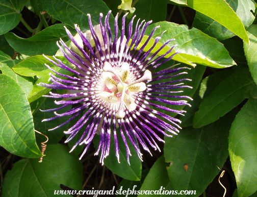 Flower at Colonel's Brightland School Garden