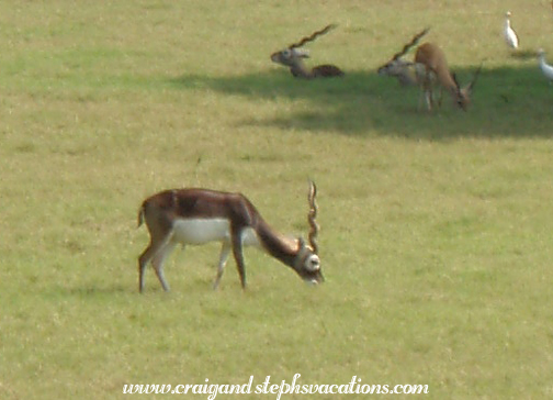 Black Buck at Akbar's Tomb