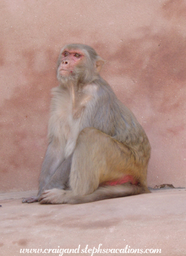 Monkey at Babur�s Garden (Ram Bagh)