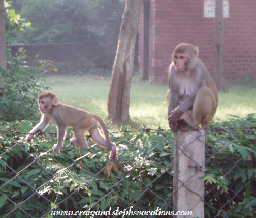 Rhesus monkeys near the West Gate, Taj Mahal Rhesus monkeys near the West Gate, Taj Mahal