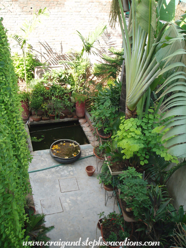 Mukul's garden Mukul's garden