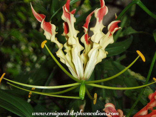 Mukul's garden Mukul's garden