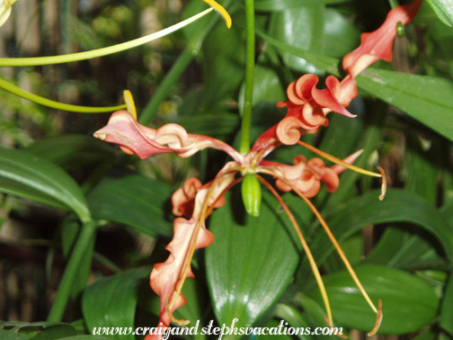 Mukul's garden Mukul's garden