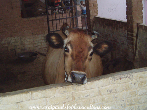 Cow at the Agrawal house