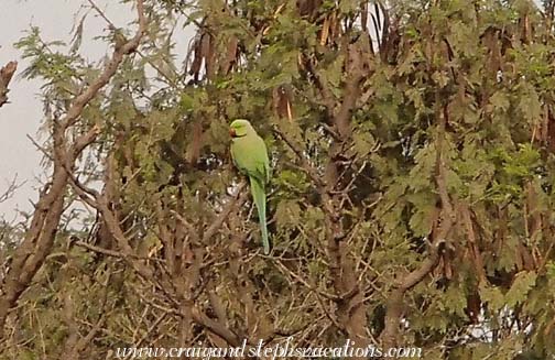 Green ringed parakeets at breakfast Green ringed parakeets at breakfast