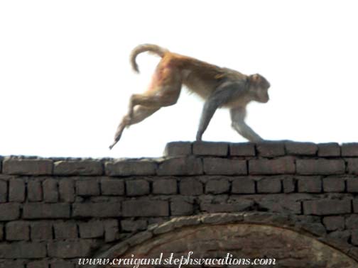 Monkey scurrying along a wall Monkey scurrying along a wall