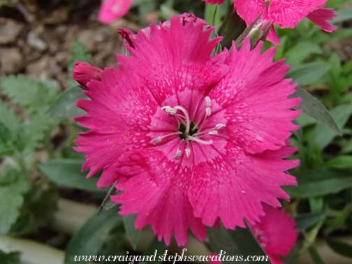 Mukul's flowers Mukul's flowers