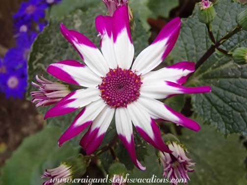 Mukul's flowers Mukul's flowers